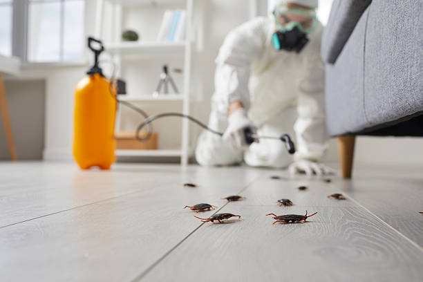 Post-Treatment Bed Bug Interceptor Monitoring in Taylor Lake Village